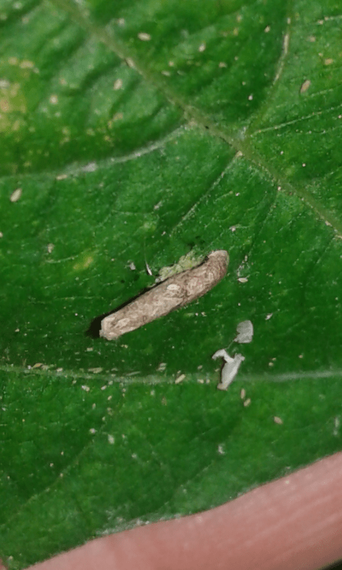 Larva con astuccio da ID 2